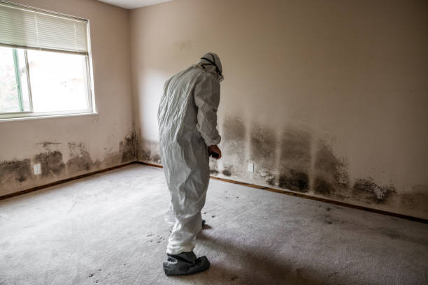 Best Affordable Mold Removal  in Erie, CO